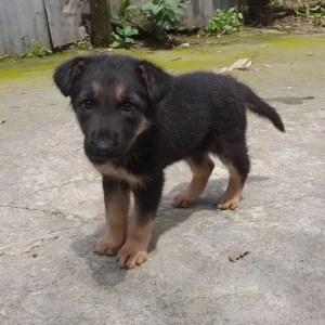 1-3 Months Female Purebred German Shepherd