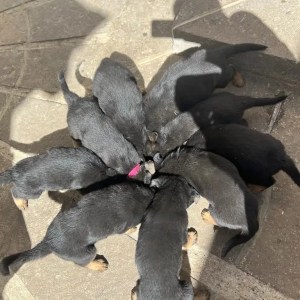 1-3 Months Male Purebred German Shepherd