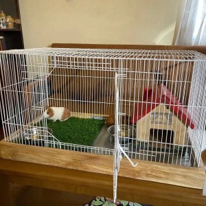 0-1 month Male Mixed Breed Dog