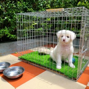 0-1 month Male Mixed Breed Maltese