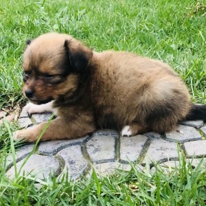0-1 month Male Purebred Maltese