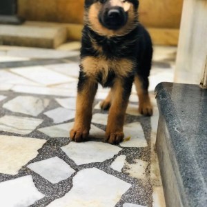 1-3 months Female Purebred German Shepherd
