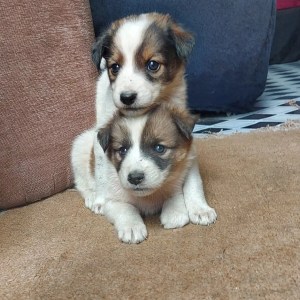 1-3 months Male Mixed Breed Labrador Retriever