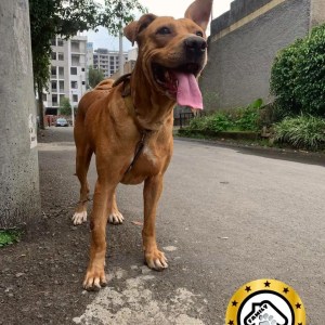 1-3 months Male Purebred American Pit Bull Terrier