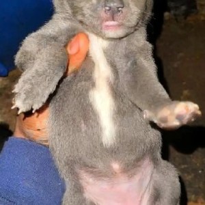 1-3 months Male Purebred American Pit Bull Terrier