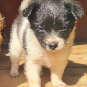 1-3 months Male Purebred Dog