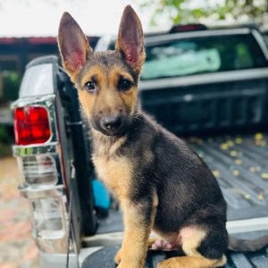 1-3 months Male Purebred German Shepherd