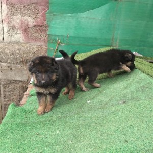 1-3 months Male Purebred German Shepherd