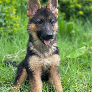 1-3 months Male Purebred German Shepherd