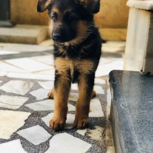 1-3 months Male Purebred German Shepherd