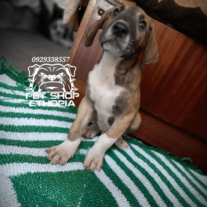 1-3 months Male Purebred Great Dane