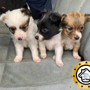 1-3 months Male Purebred Maltese