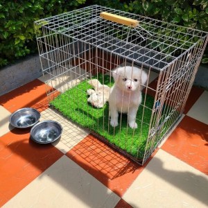 1-3 months Male Purebred Maltese