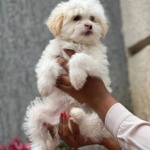 1-3 months Male Purebred Maltese