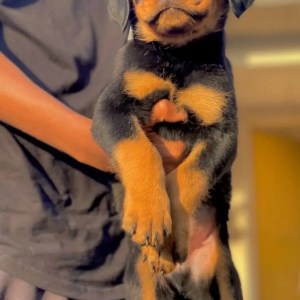 1-3 months Male Purebred Rottweiler