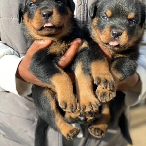 1-3 months Male Purebred Rottweiler