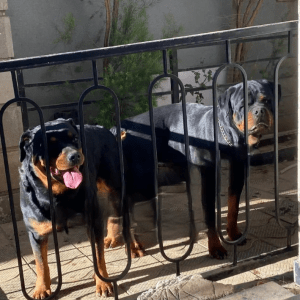 1-3 months Male Purebred Rottweiler