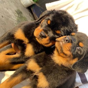 1-3 months Male Purebred Rottweiler