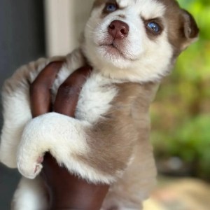 1-3 months Male Purebred Siberian Husky