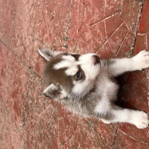 1-3 months Male Purebred Siberian Husky