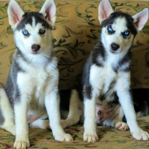 1-3 months Male Purebred Siberian Husky