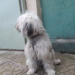 1+ year Female Mixed Breed Maltese