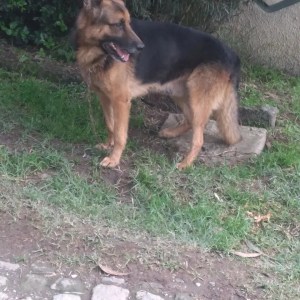 1+ year Male Purebred German Shepherd