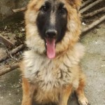 3-6 months Female Purebred German Shepherd