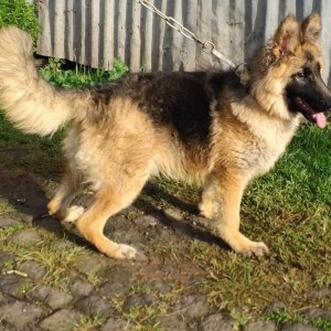 3-6 months Female Purebred German Shepherd