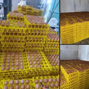 Eggs እንቁላል ብዛት
