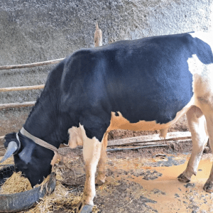 የፈረንጅ Holstein ወይፈን